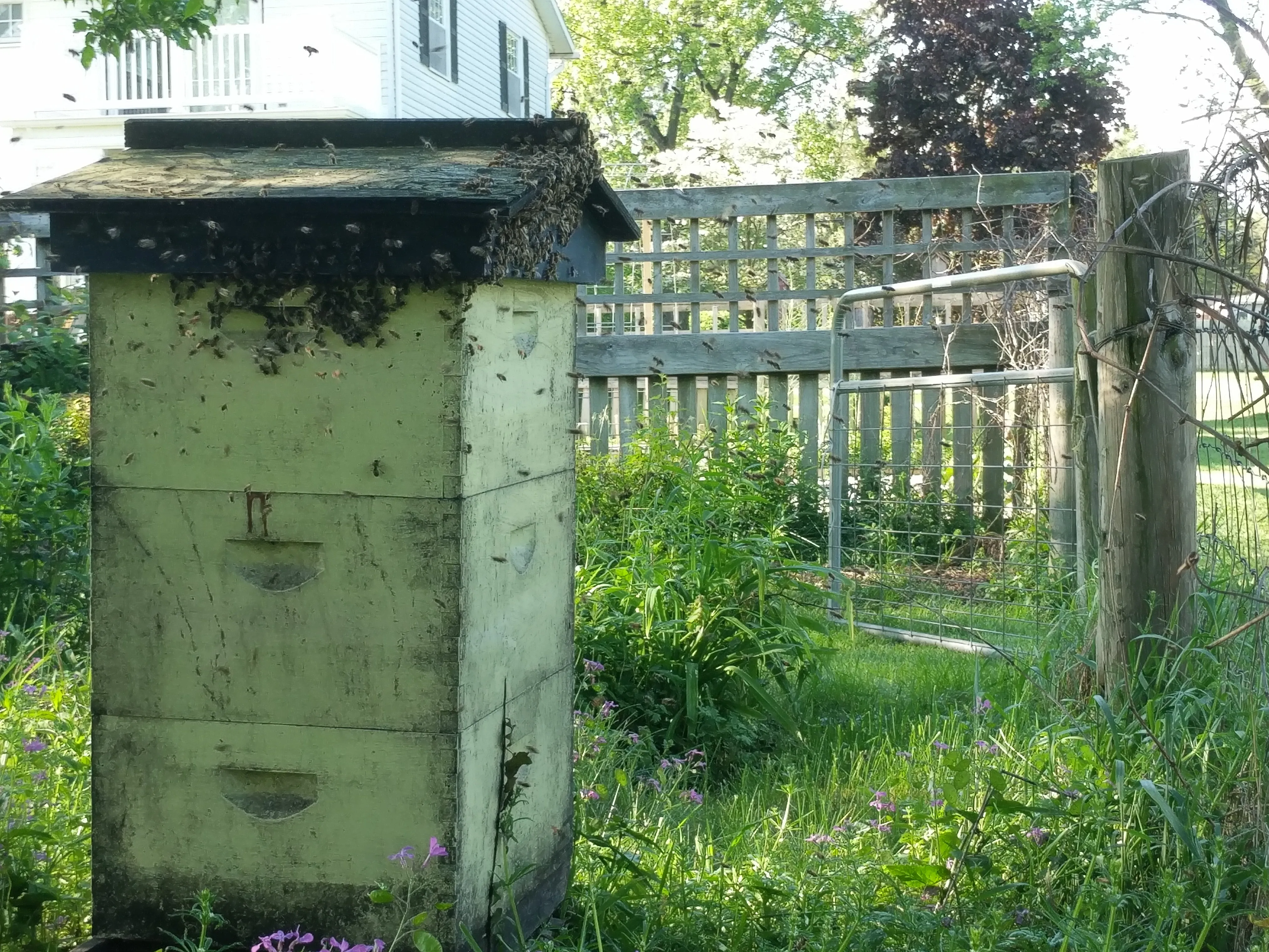 A honeybee swarm congregating on an old beehive