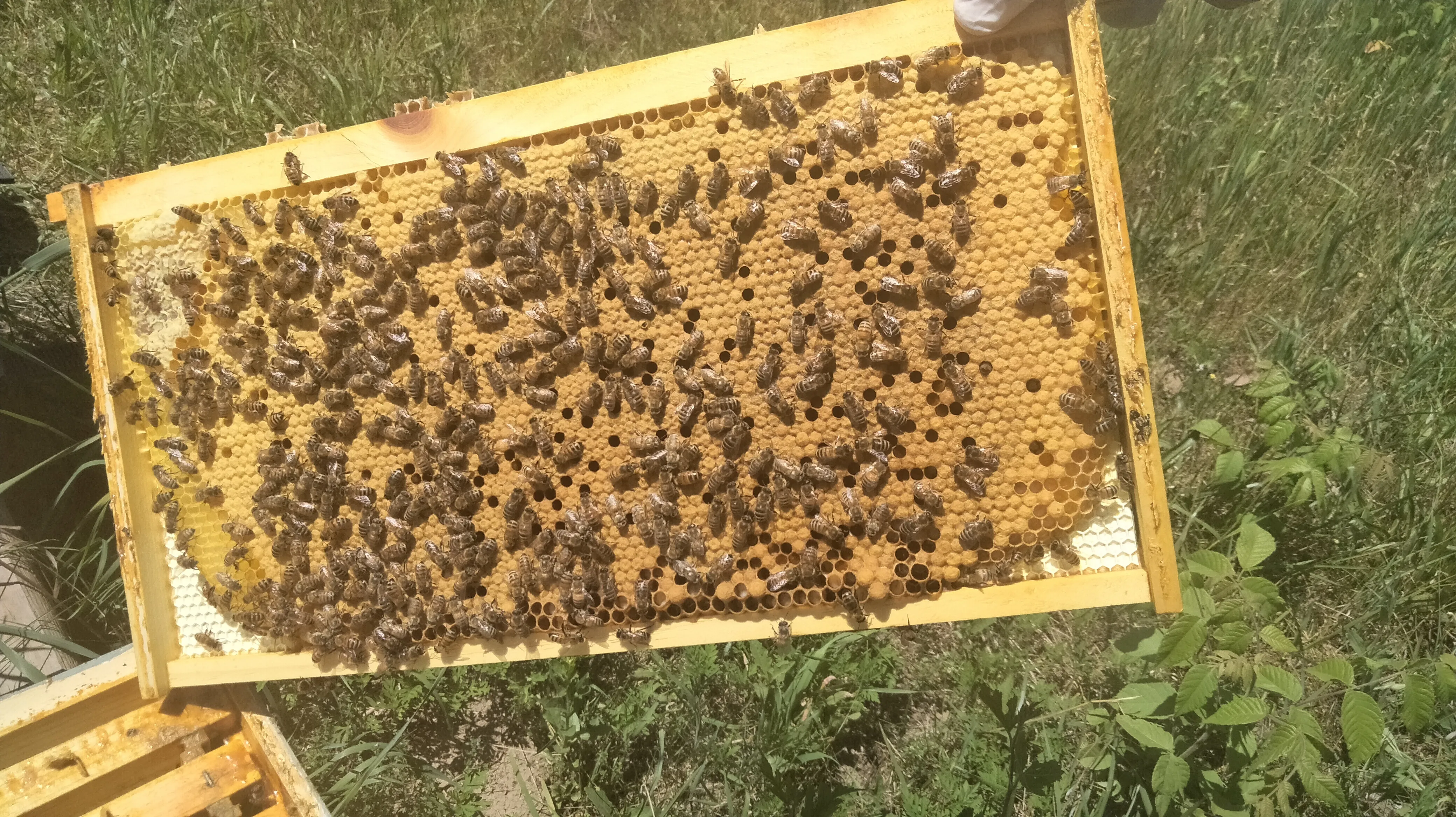 A frame of bees working on brood comb.