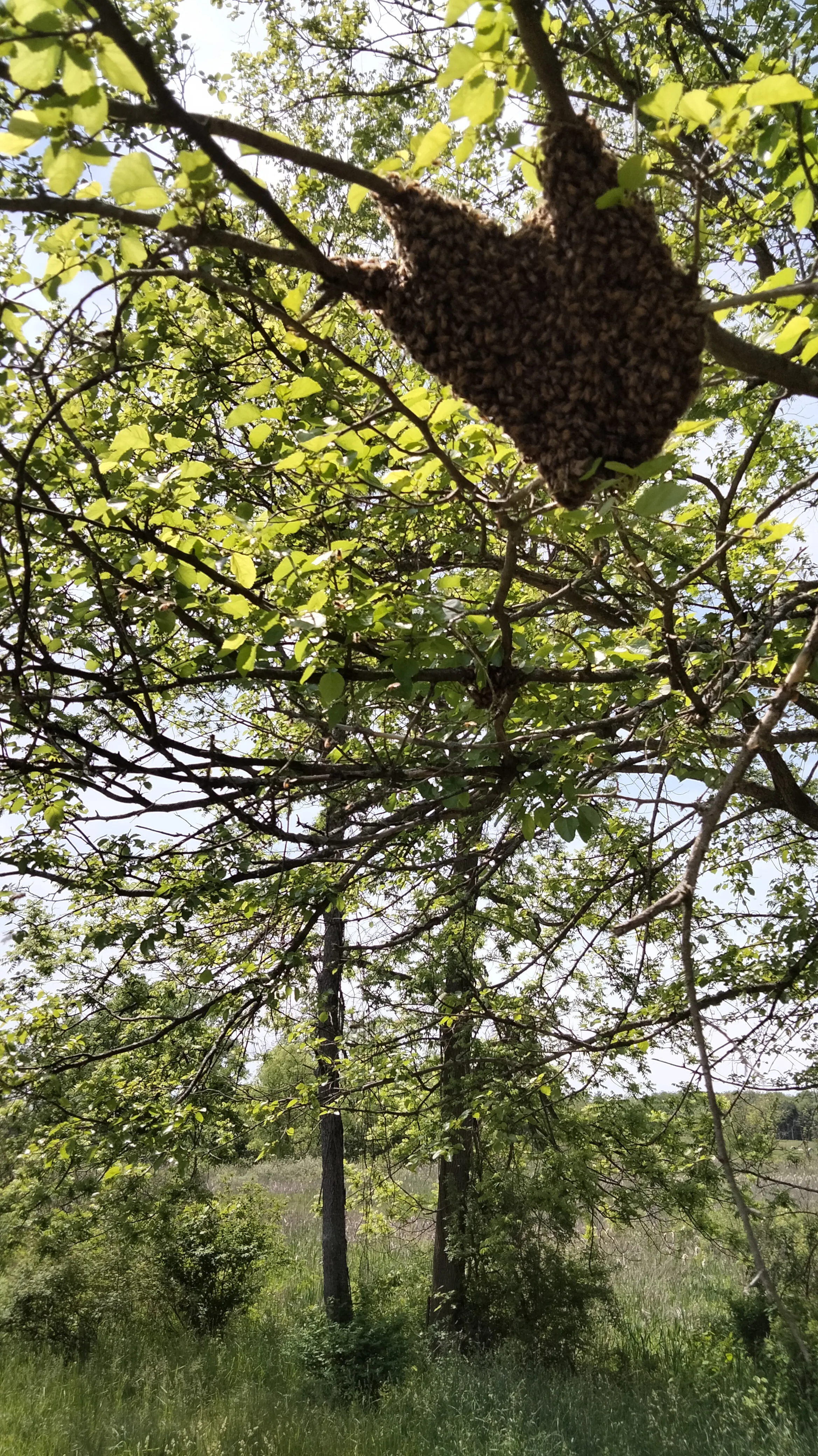 A swarm of bees on a branch of a tree.