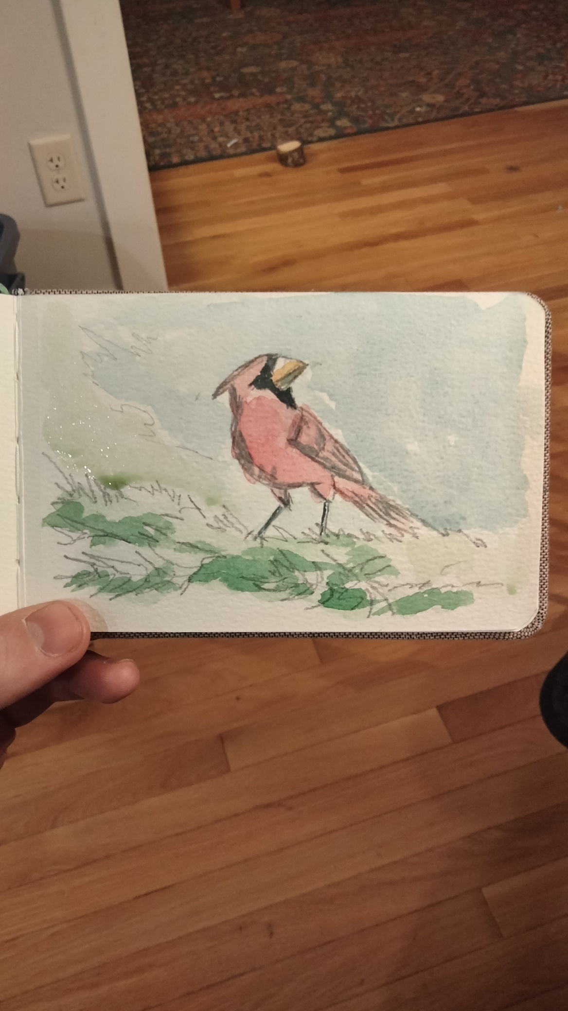 A cardinal standing on an evergreen branch