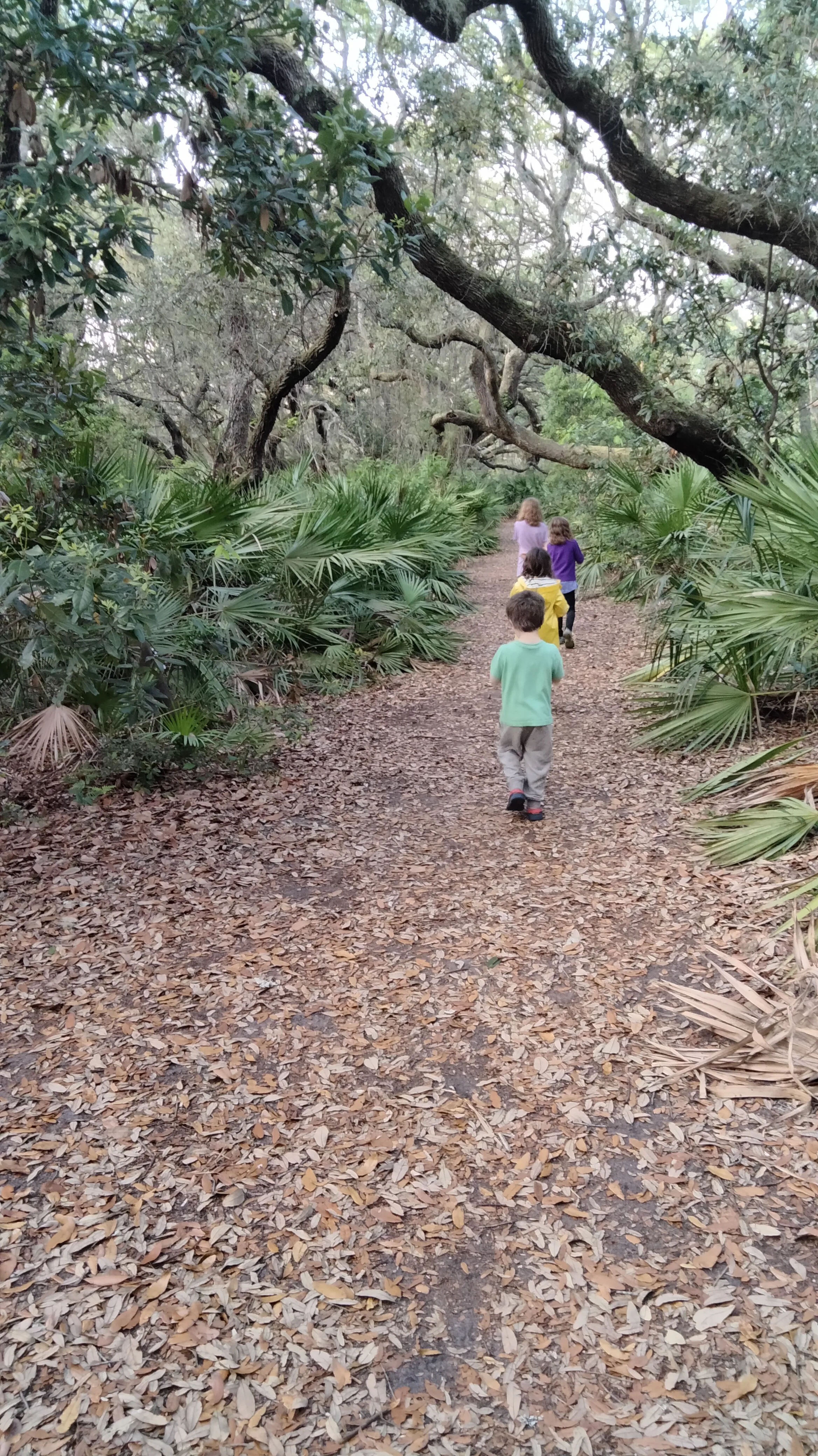 Four children walk in a line down a path through a live oak forest. Spanish moss hangs from branches overhead.
