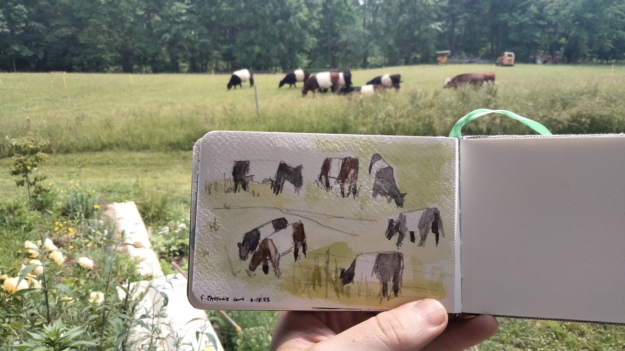 Vignettes of cows in a pasture.