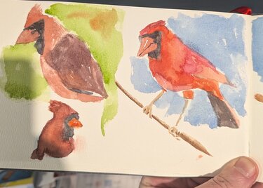 Three cardinals on a sketchbook page. The bottommost sketch is muddy and not well defined. The paints ran, but you can tell it is a cardinal. The top left sketch is a cardinal in profile, but the paints did not mix well and ran into some weird brown tones. The top right is wel defined and shows a cardinal perched on a branch.