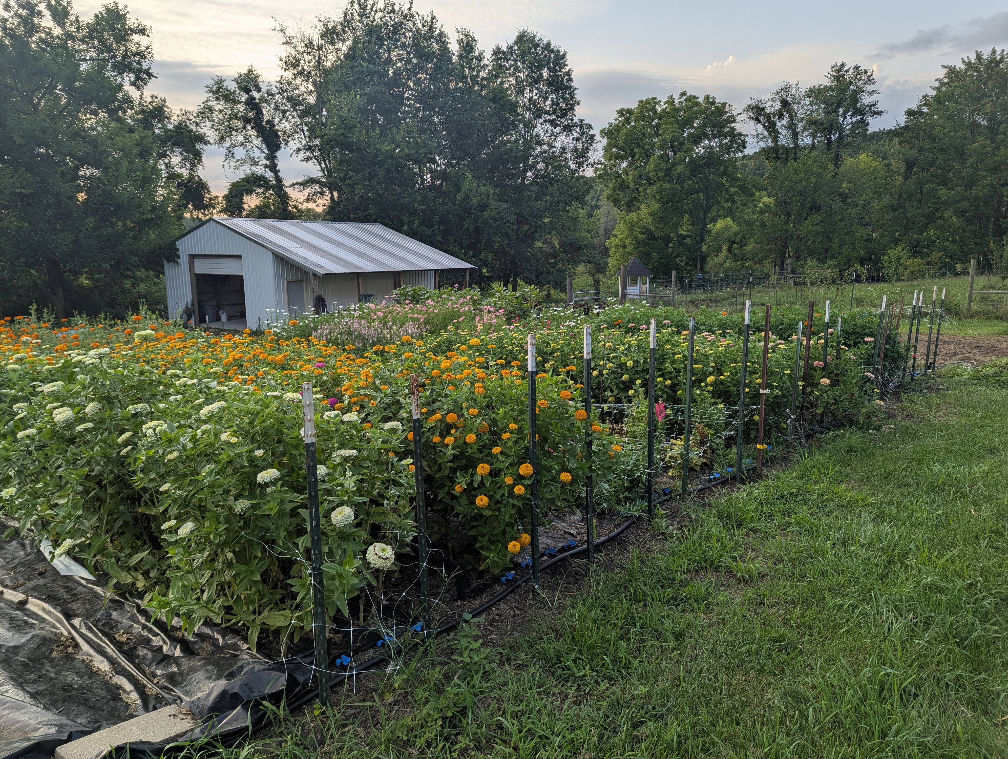 A full garden of flowers. White zinnias and orange marigolds are prominently visible. A barn is in the background.