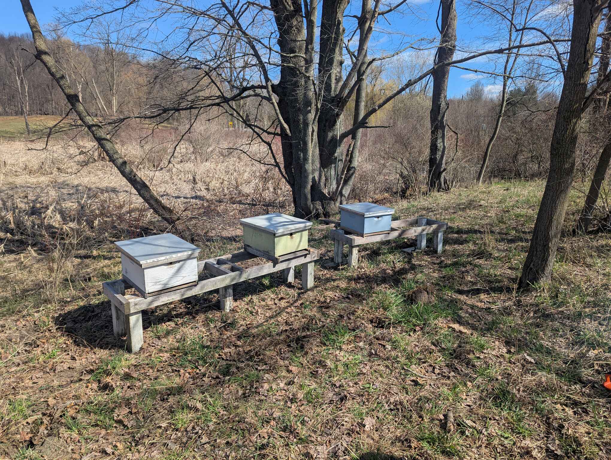 Two beehive stands with three small Langstroth hives on them. The stands are set back in the trees with a marsh in the background.