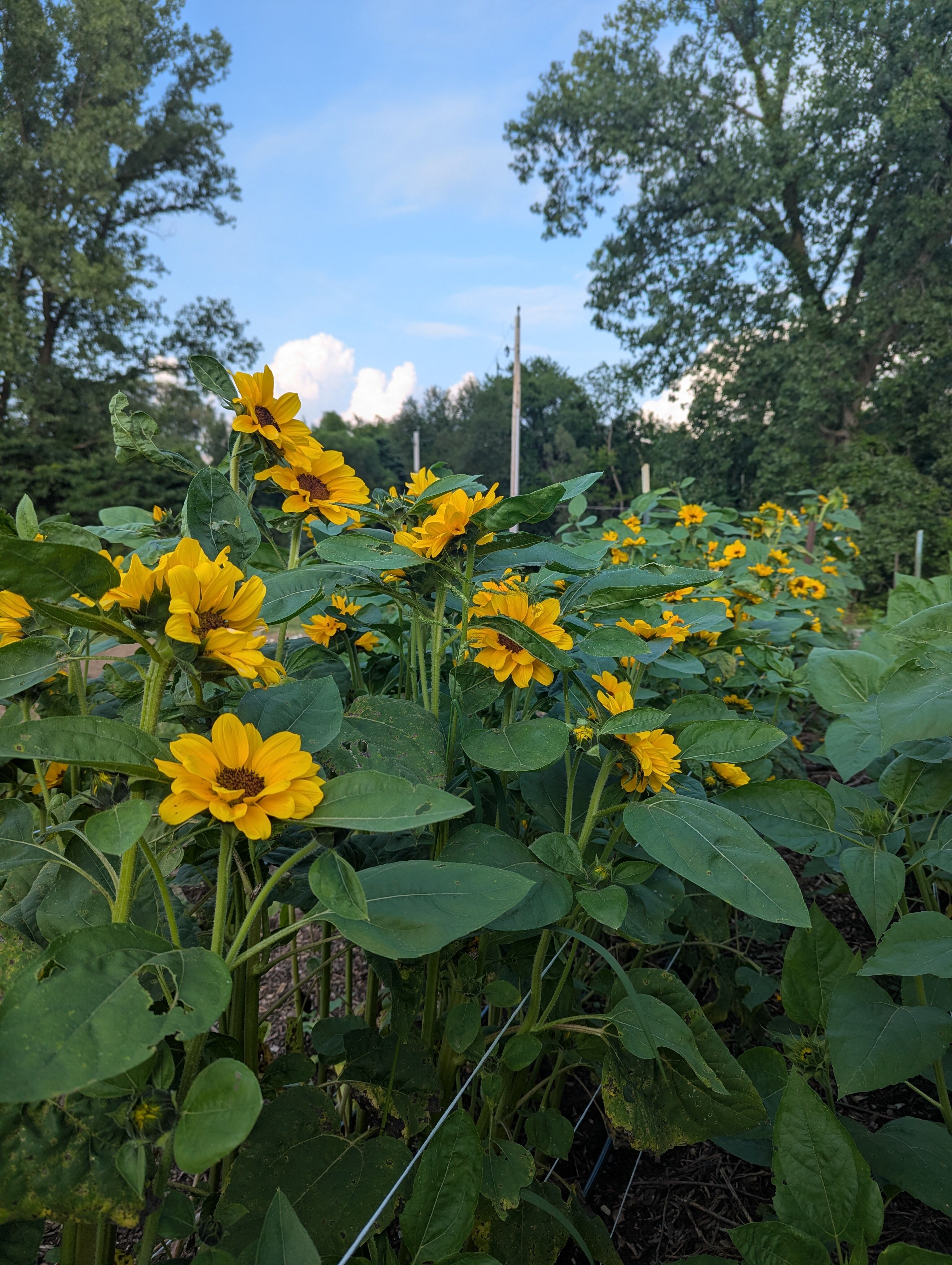 Small yellow sunflowers growing.